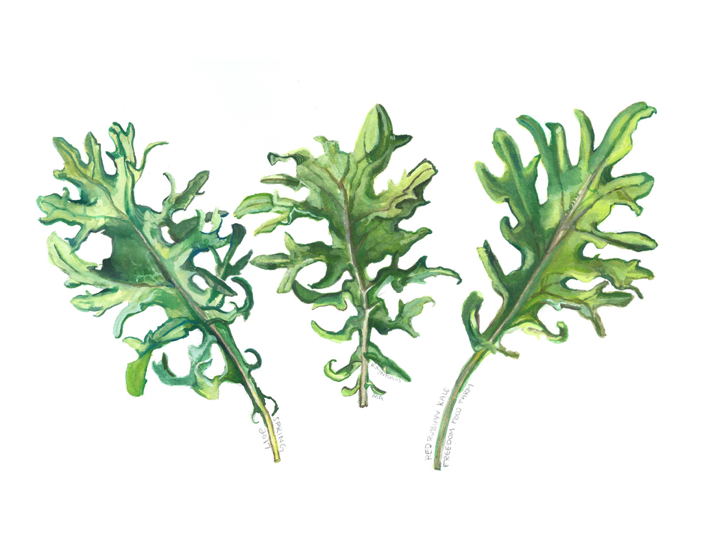 Kale Gouache by Nichole Speciale